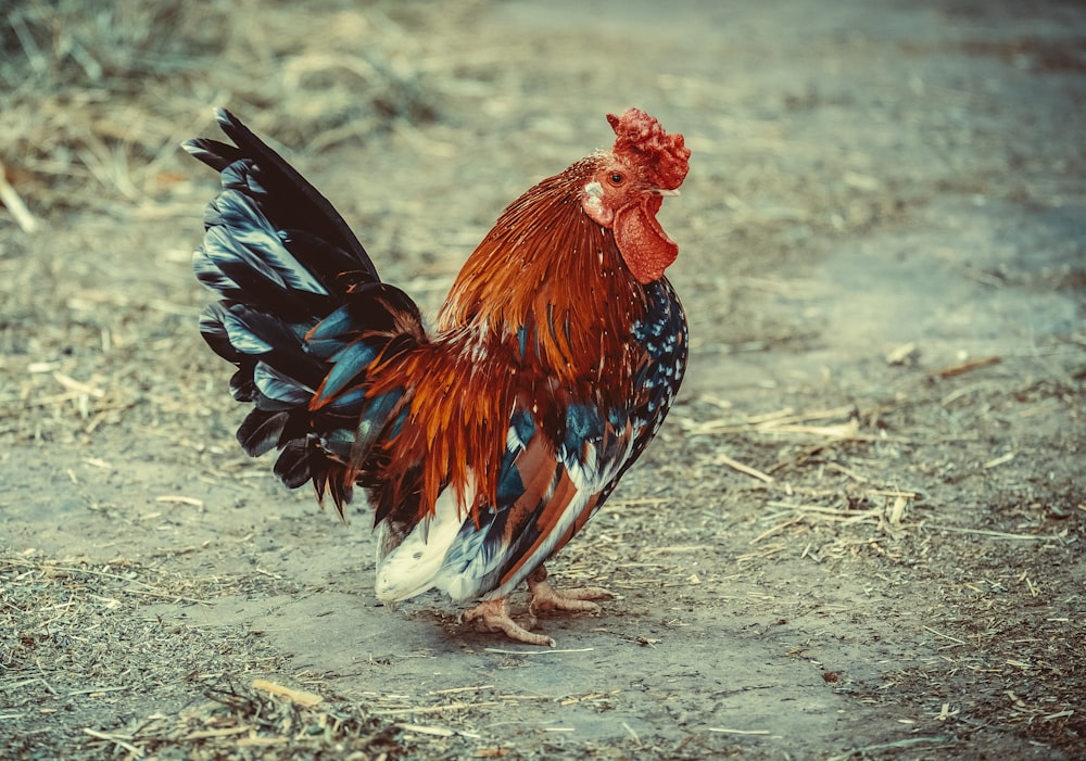 a rooster standing on a dirt road