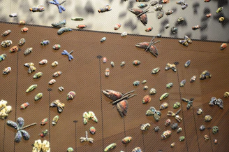 An elegant display of mounted beetles and butterflies arranged artfully on a wooden board.