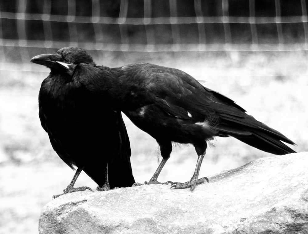 a couple of black birds standing on top of a rock