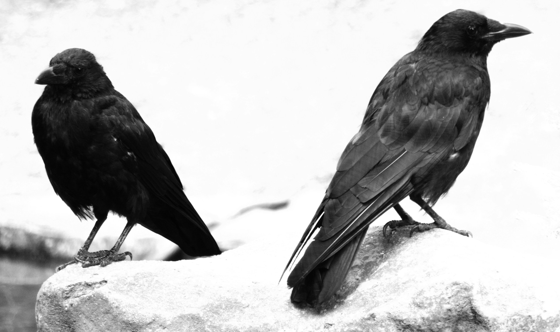 two black birds sitting on top of a rock