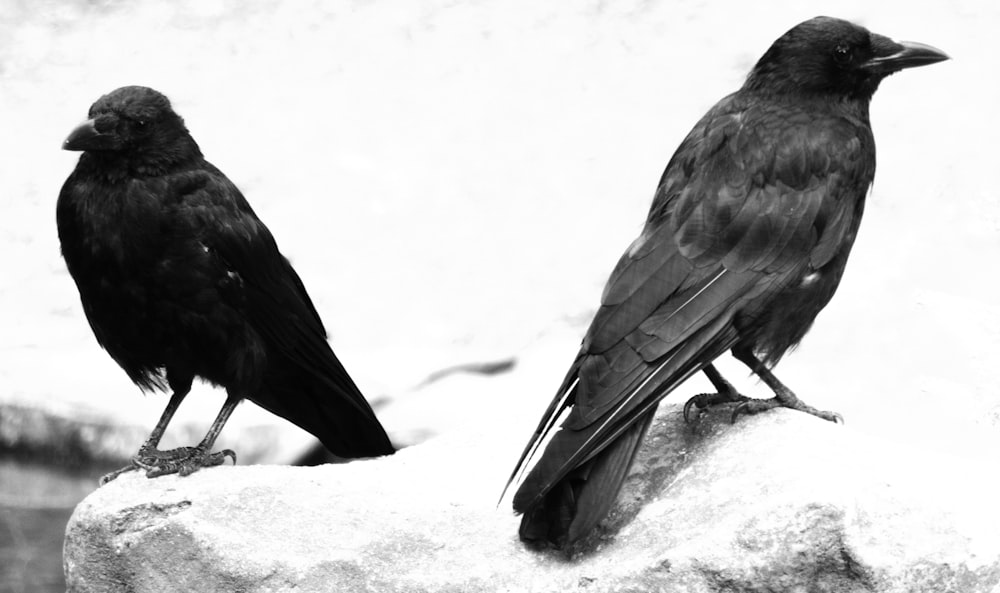 two black birds sitting on top of a rock