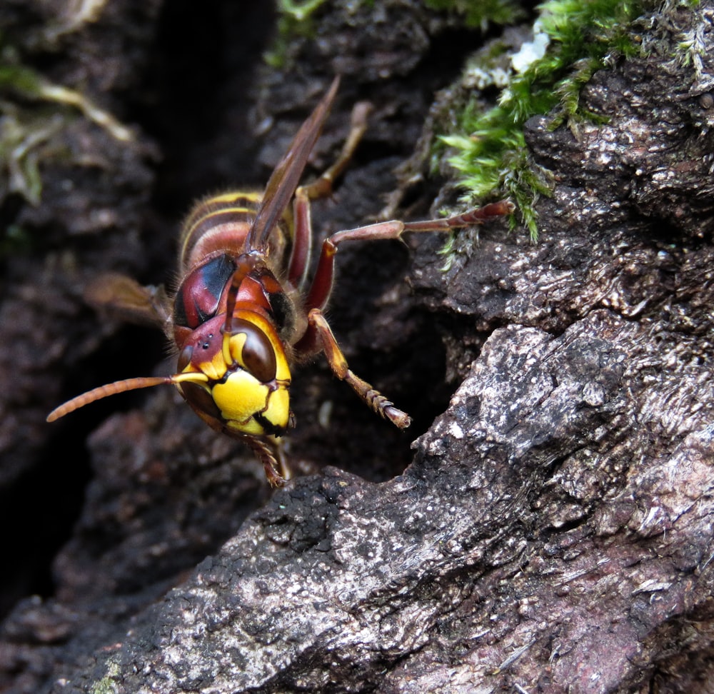 a close up of a large insect on a tree