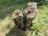 Close-up of a freshly ground tree stump surrounded by green grass on a sunny day.