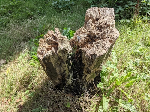A weathered tree stump with jagged edges stands surrounded by lush green grass and foliage. The stump has a rough, textured surface with dark cracks and lighter patches. Sunlight filters through the leaves, casting shadows on the stump and the ground.