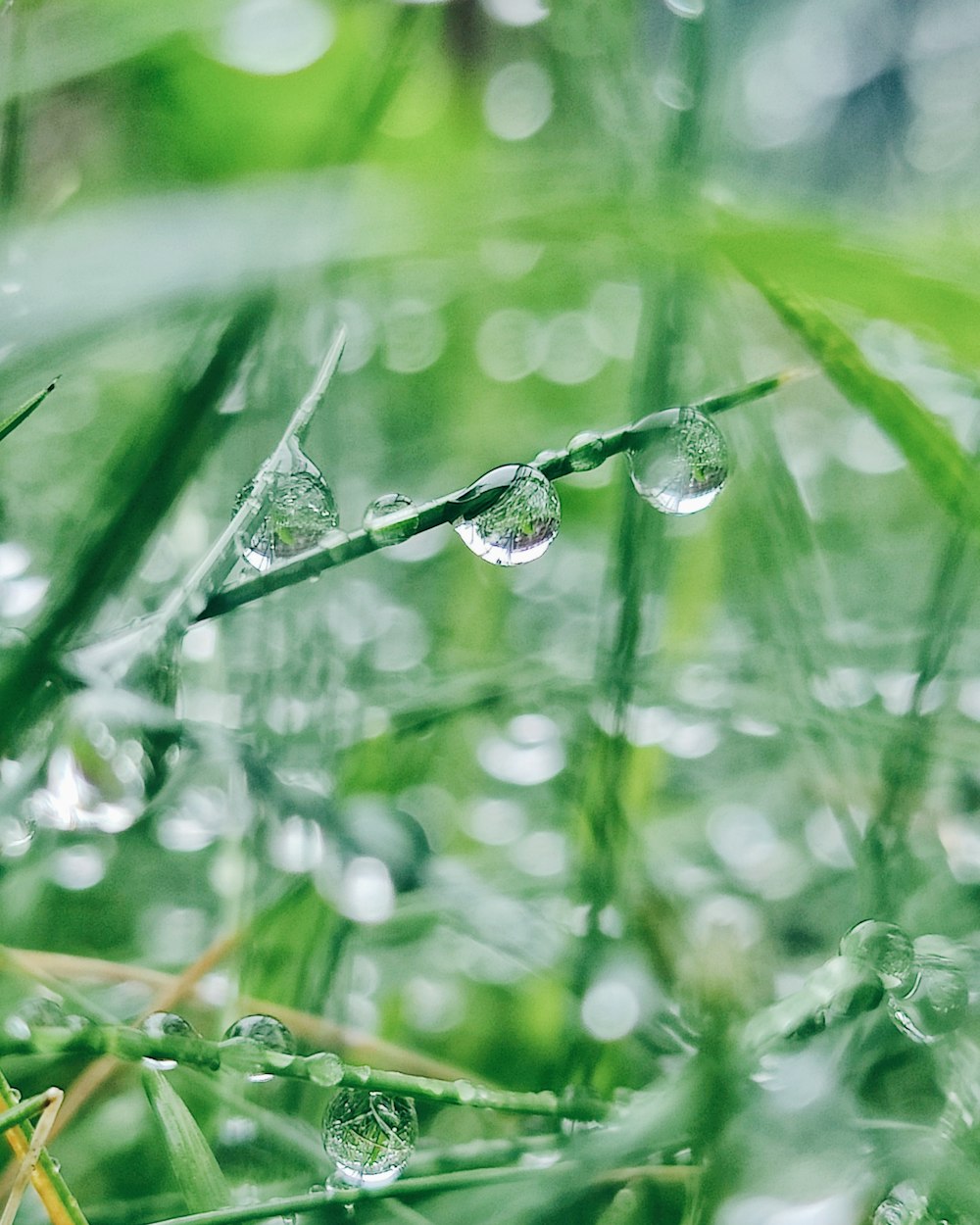 drops of water on a blade of grass