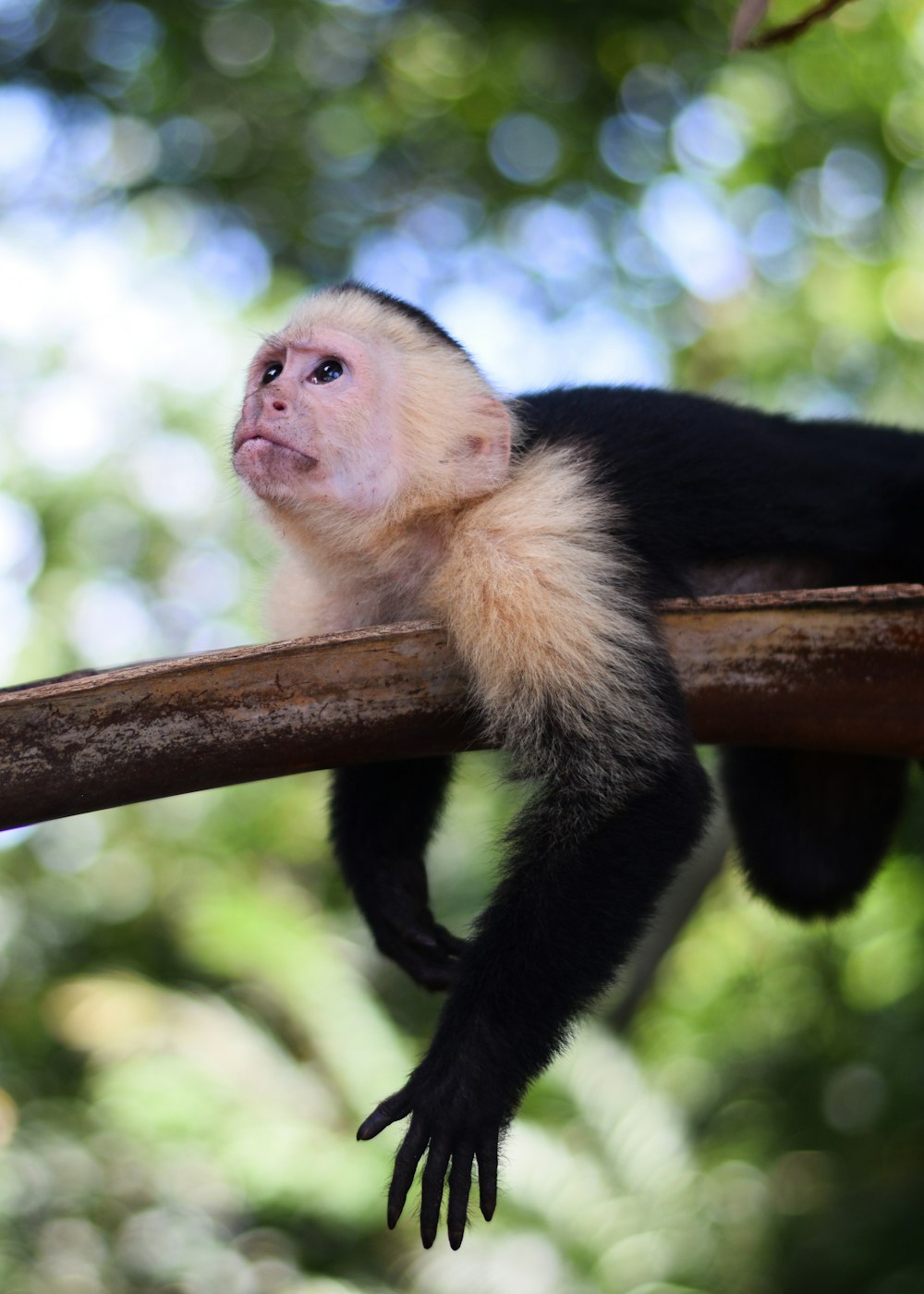 a white and black monkey sitting on a tree branch