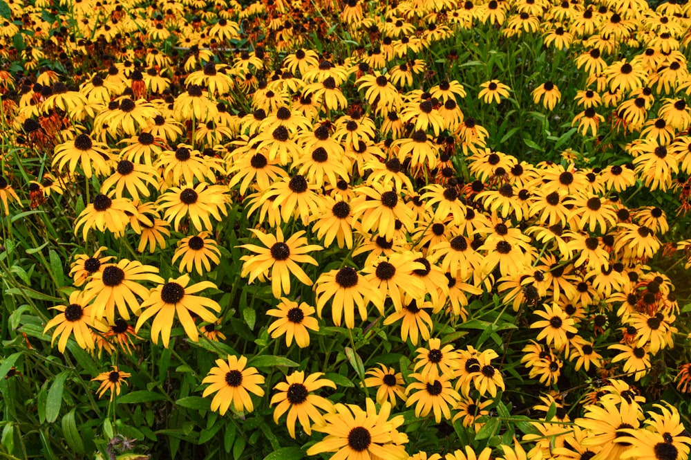 a field of yellow flowers with green leaves