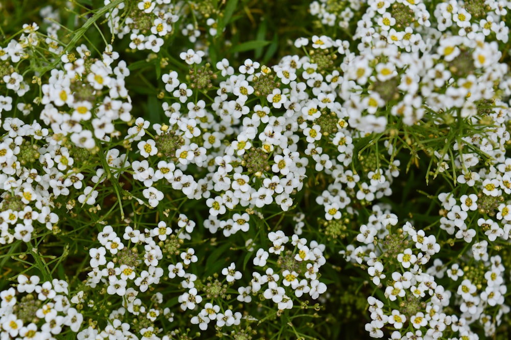 a bunch of white flowers with green leaves