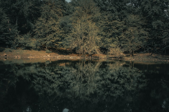 A tranquil forest scene featuring dense, leafy trees reflected in a still, dark water body. The trees display a variety of greens and browns, with some areas of sparse vegetation. Sunlight filters through, creating gentle highlights and shadows on the foliage and the forest floor.