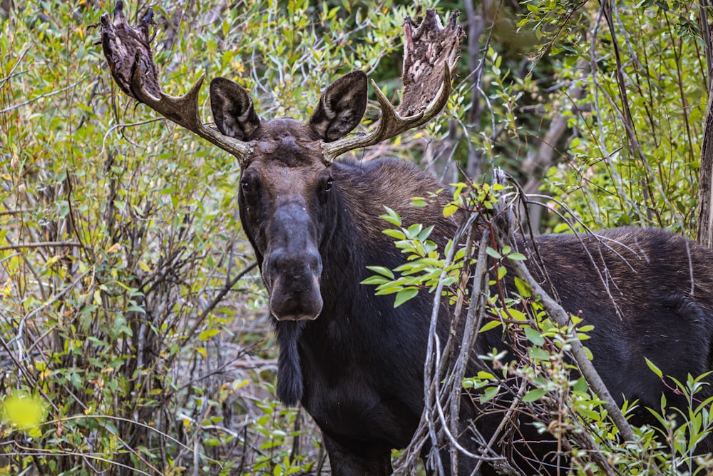 a moose is standing in the woods looking at the camera