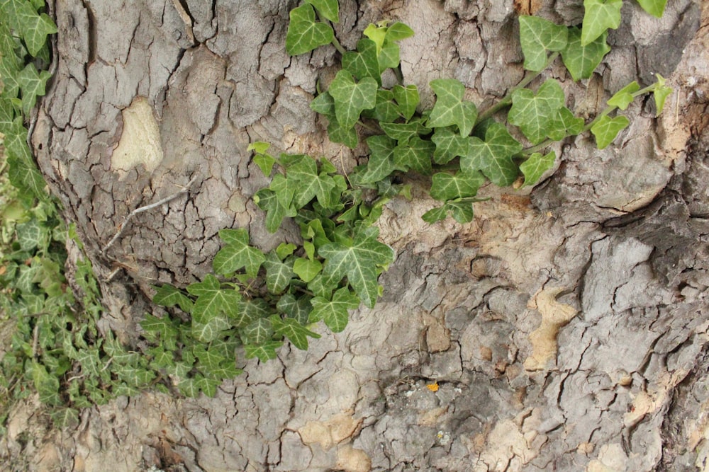 a close up of a tree with green leaves