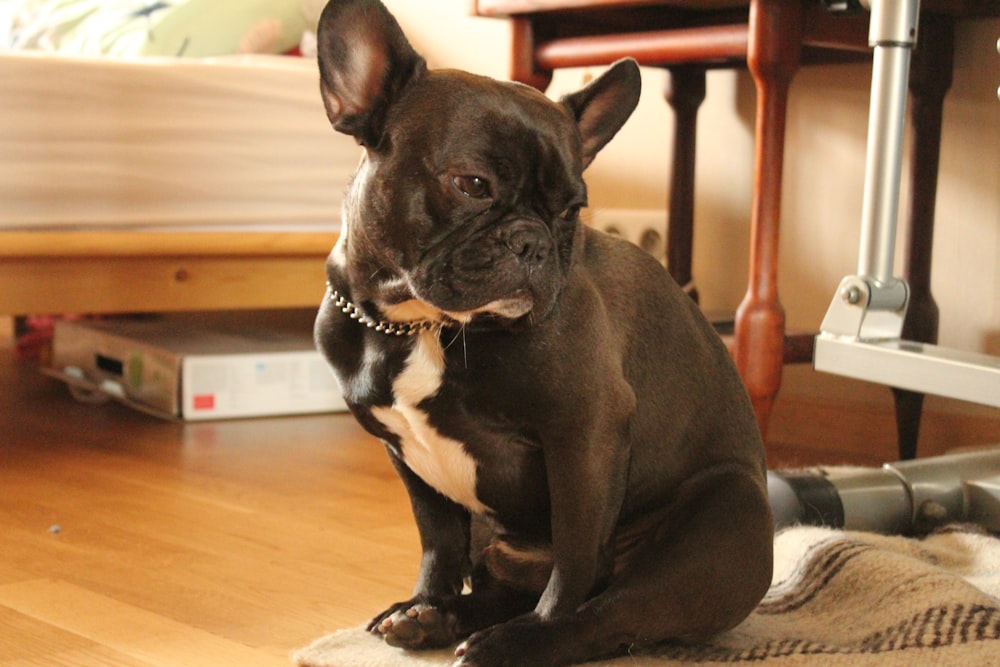 a black and white dog sitting on a rug