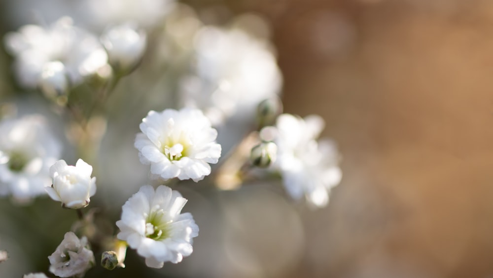 a close up of a white flower with blurry background