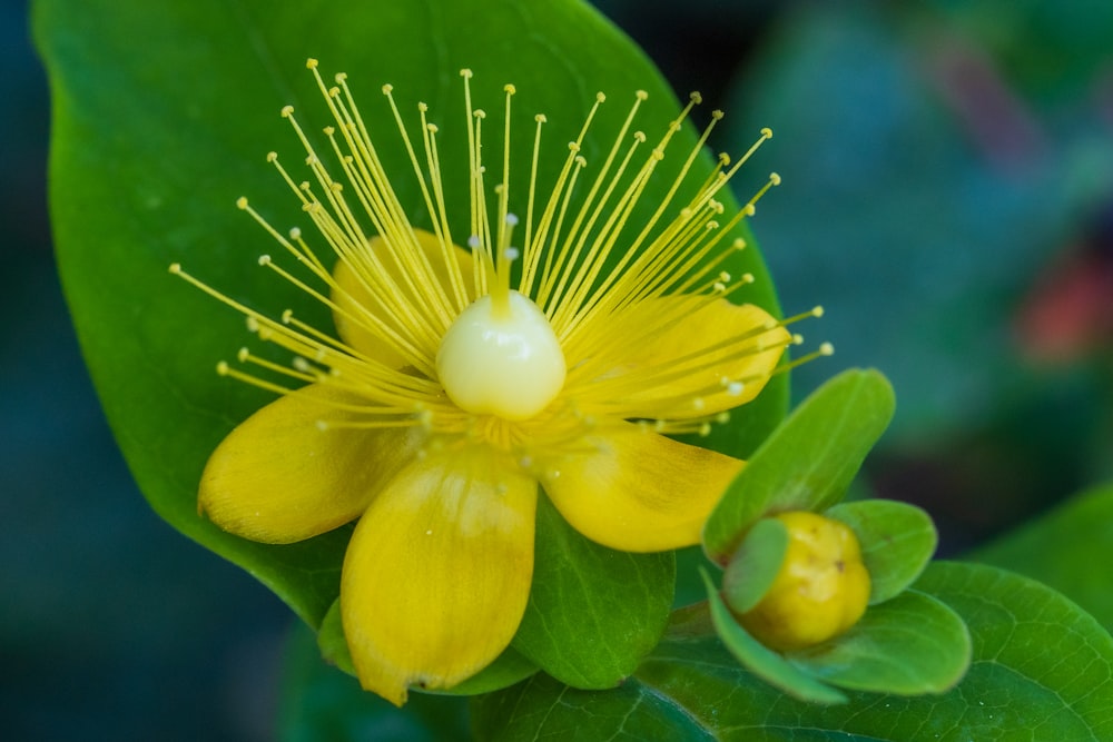 a close up of a yellow flower on a green leaf