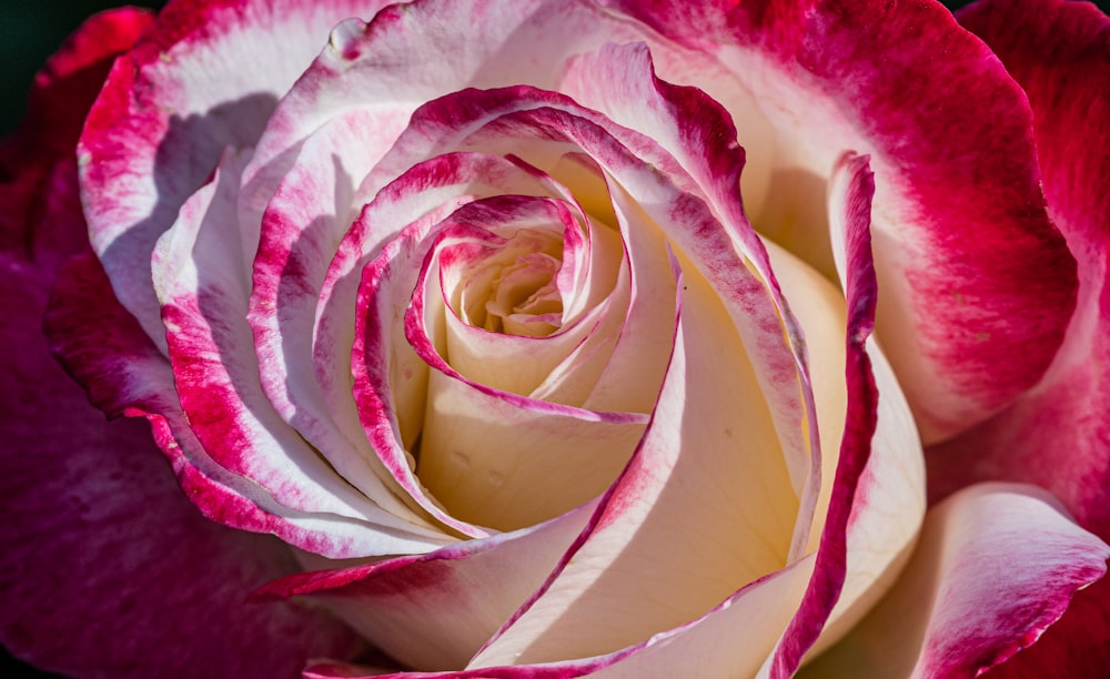 a close up of a pink and white rose