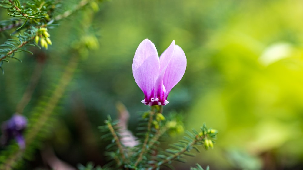 a purple flower is blooming on a tree branch