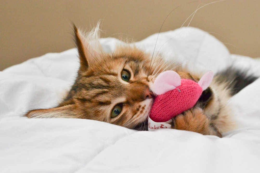 a cat laying on top of a bed with a stuffed animal