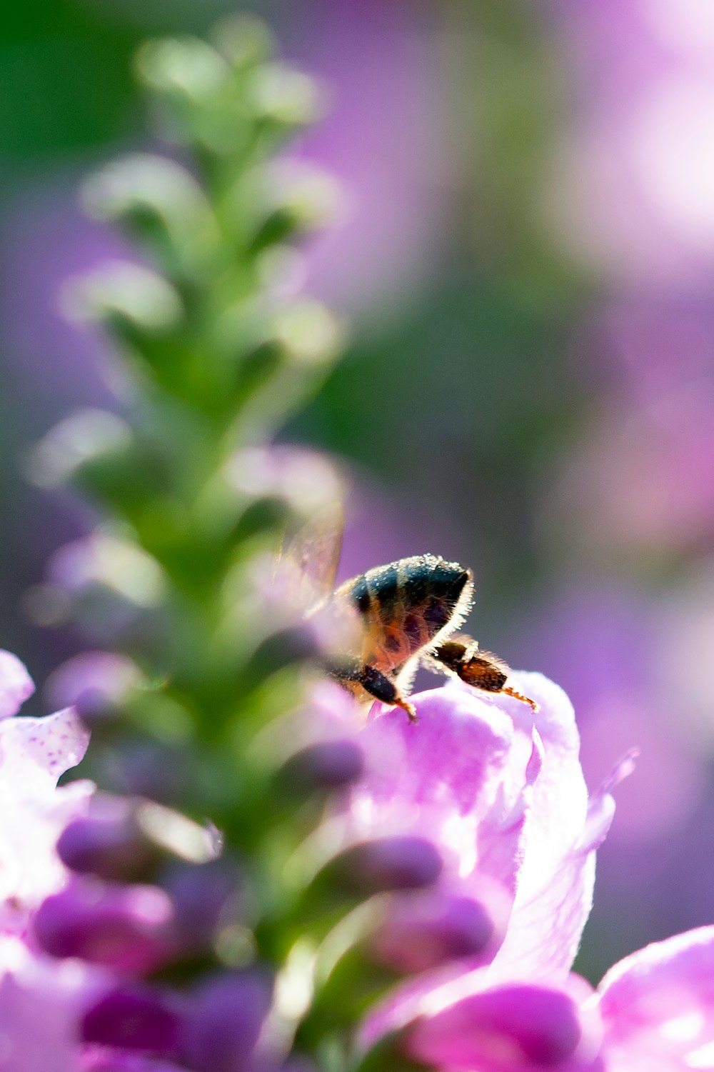 Un primer plano de una abeja en una flor