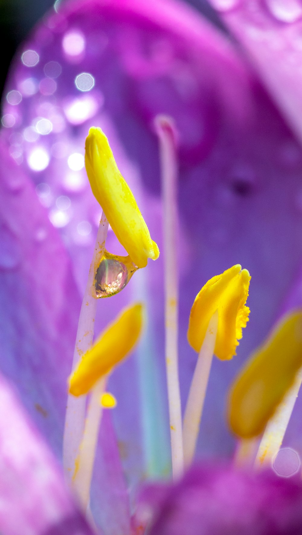 a close up of a purple flower with drops of water on it