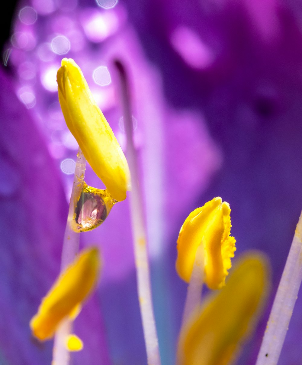 a close up of a purple flower with yellow stamen