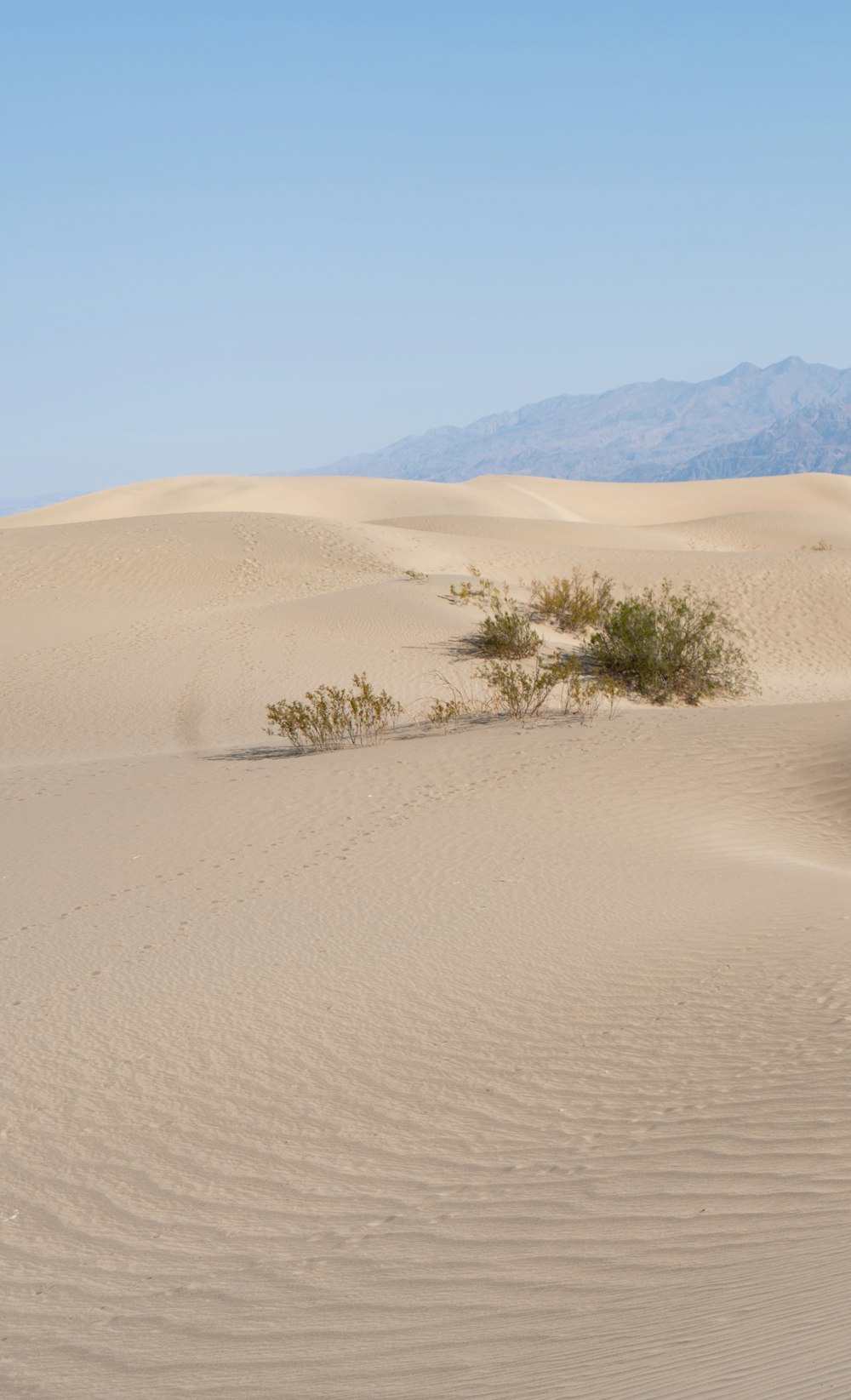 a lone tree in the middle of a desert