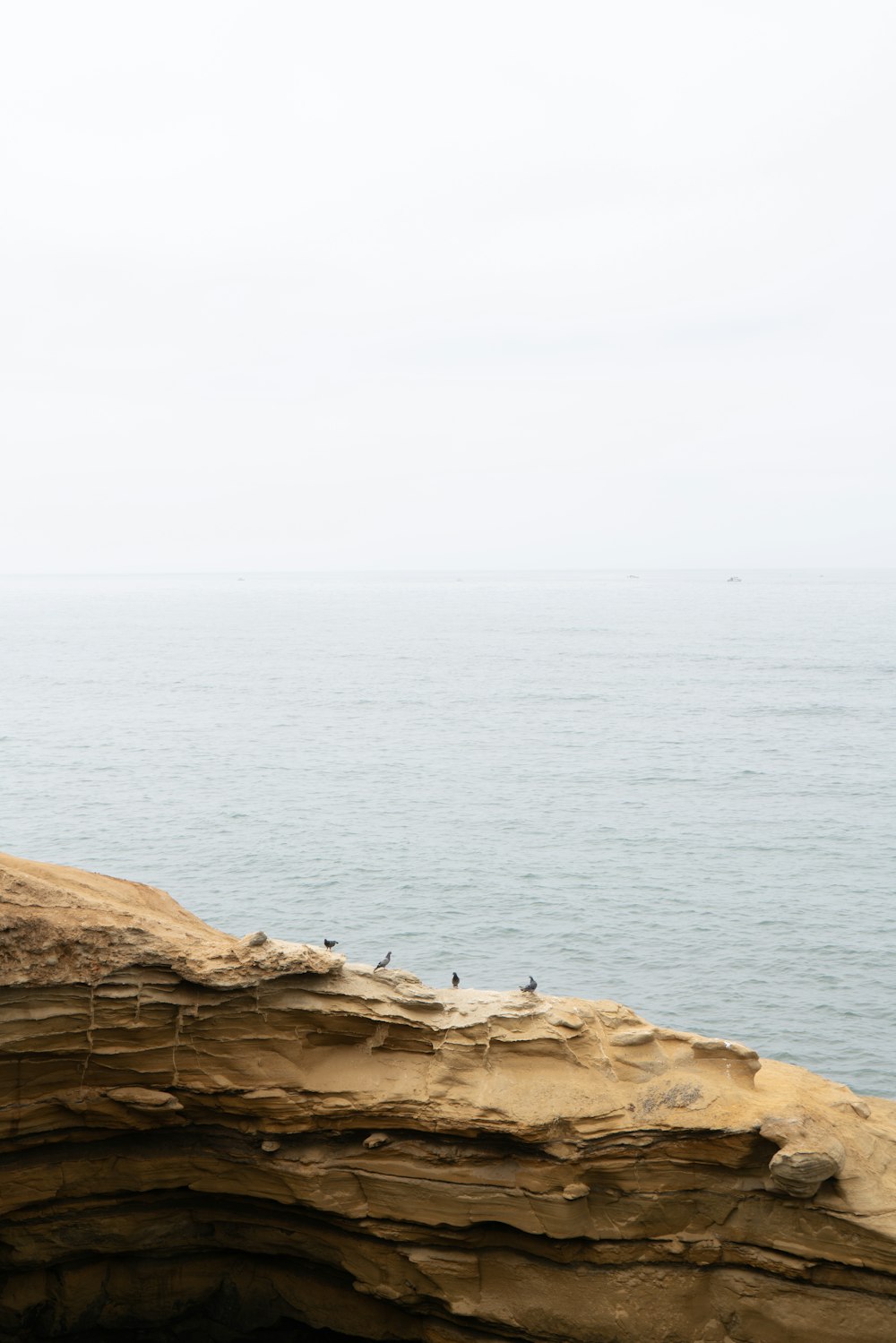 a group of birds sitting on the edge of a cliff
