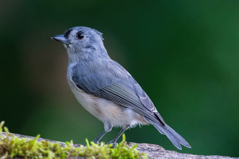 a small blue bird perched on a rock
