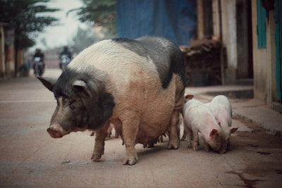 a couple of pigs walking down a street
