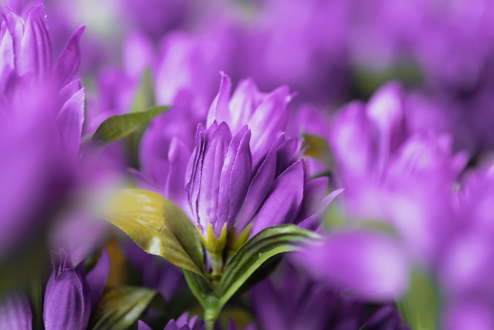 a close up of purple flowers with green leaves