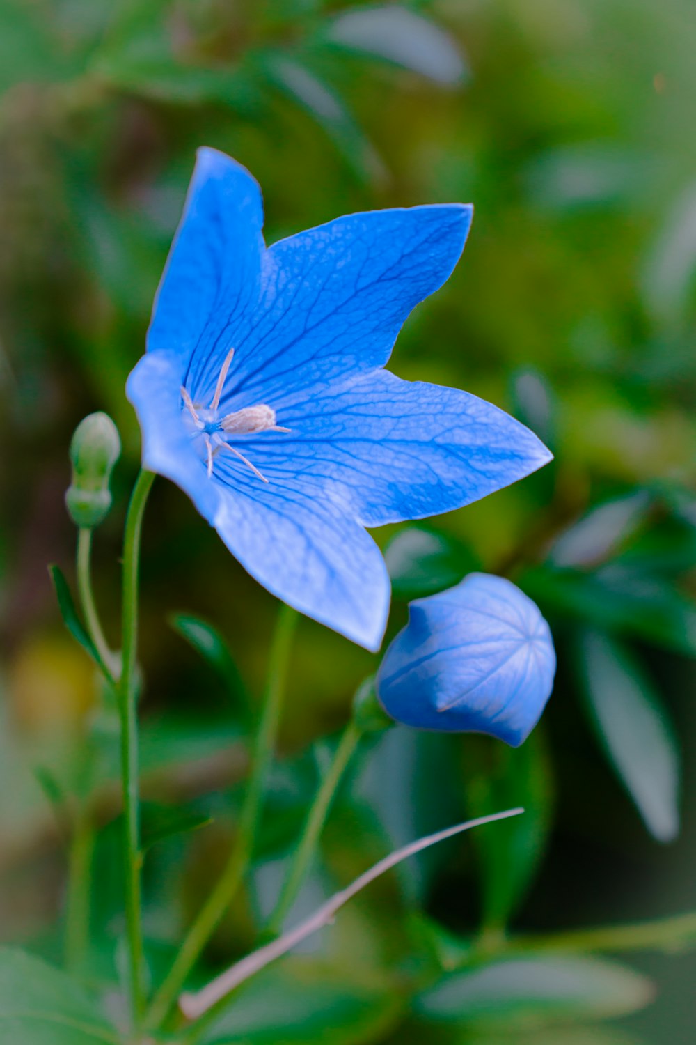 a blue flower with green leaves in the background