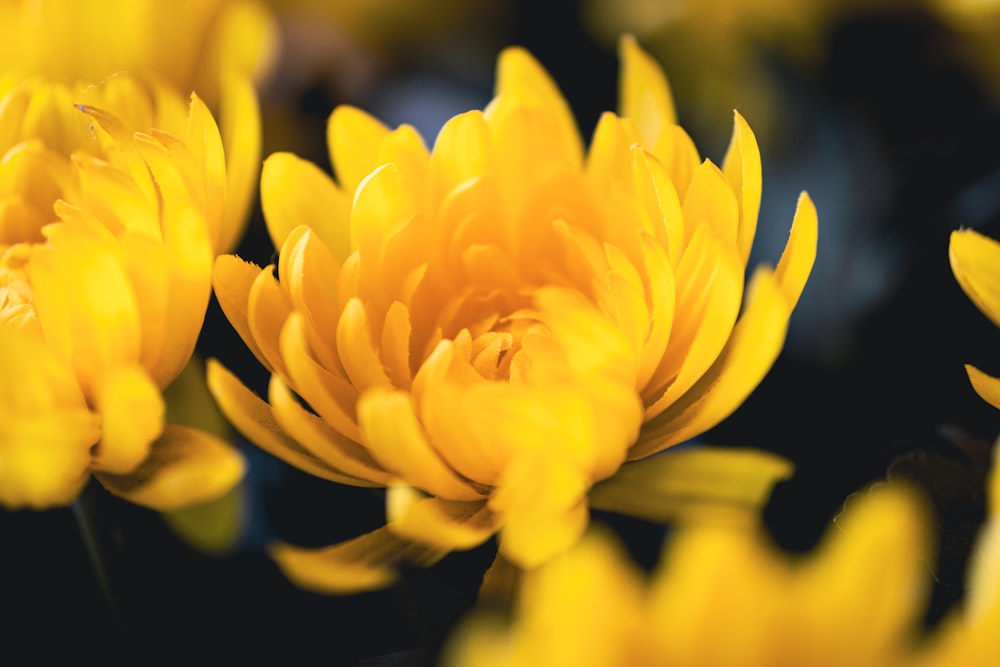 a bunch of yellow flowers with a black background