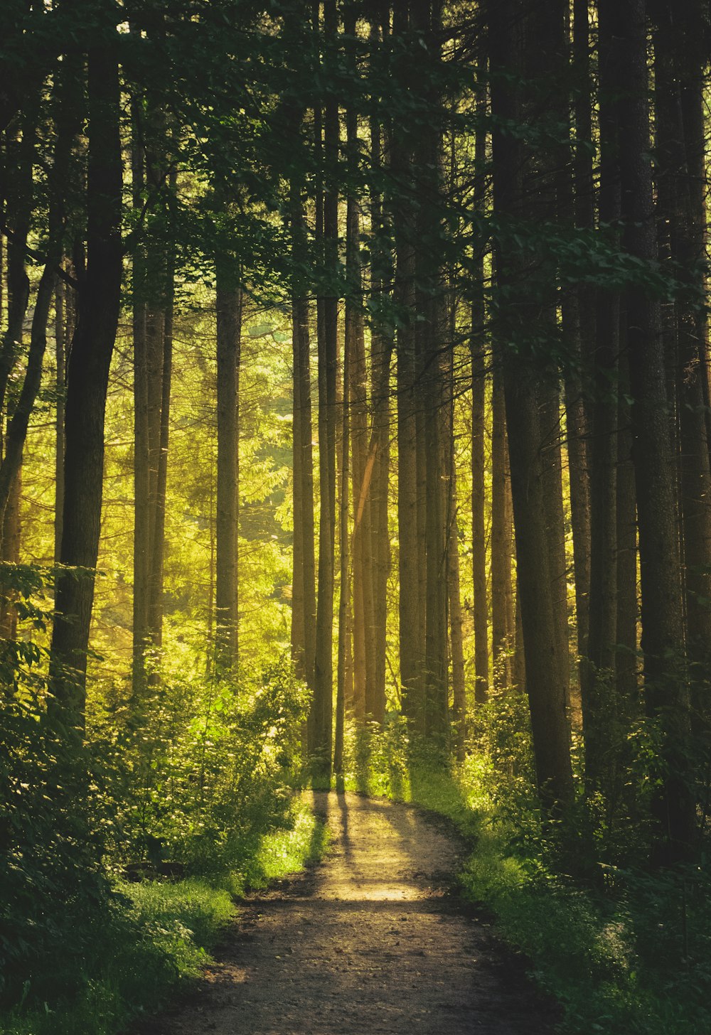 a path in the middle of a forest with sun shining through the trees