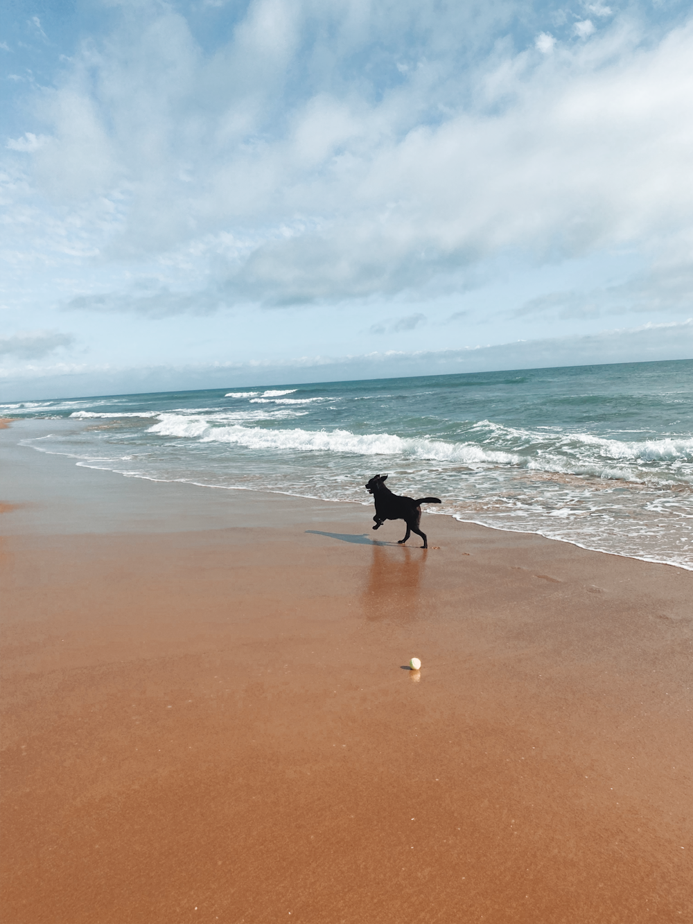 um cão correndo em uma praia perto do oceano