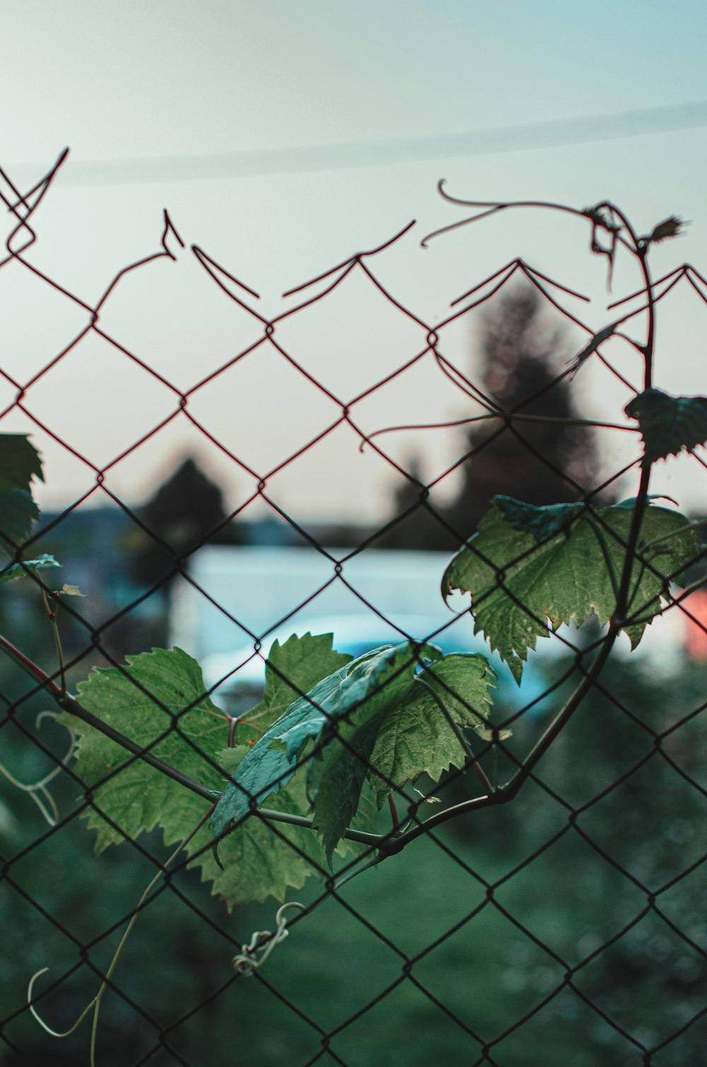 a close up of a fence with vines growing on it