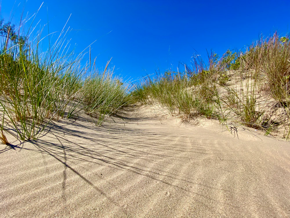 Sandy beach with coastal grass (illustrative image)