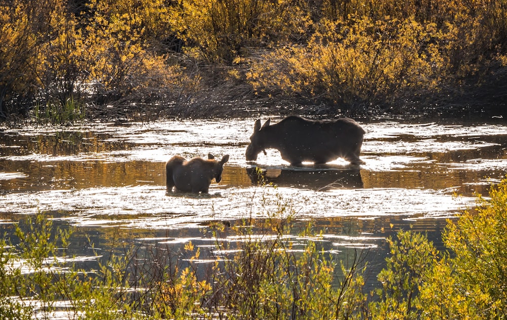 a mother bear and her two cubs wading in the water