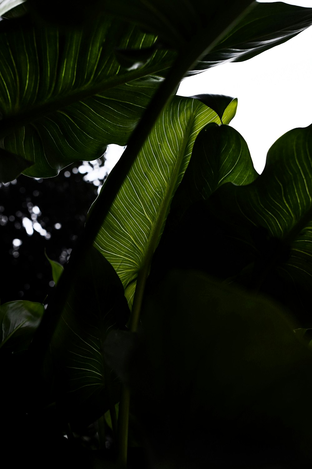 uma grande planta de folhas verdes no escuro