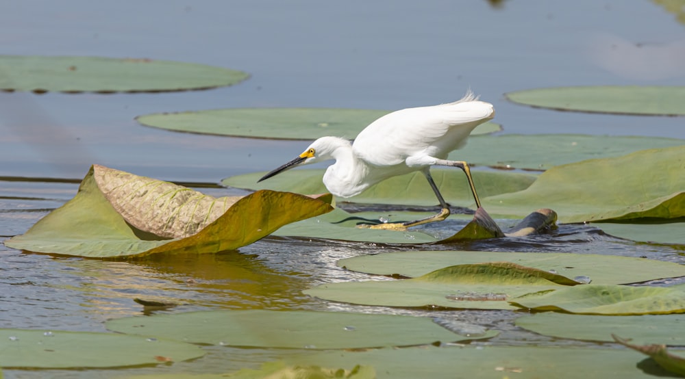 a white bird standing on top of a leaf in the water