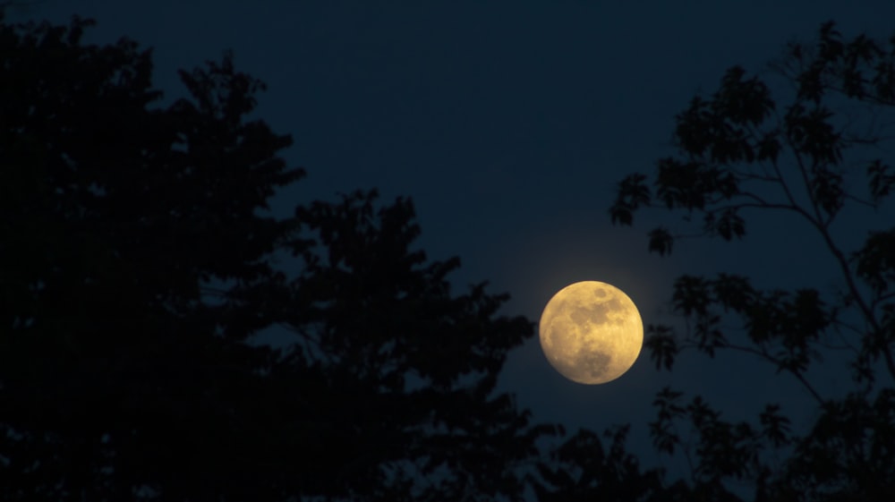 a full moon seen through some trees at night