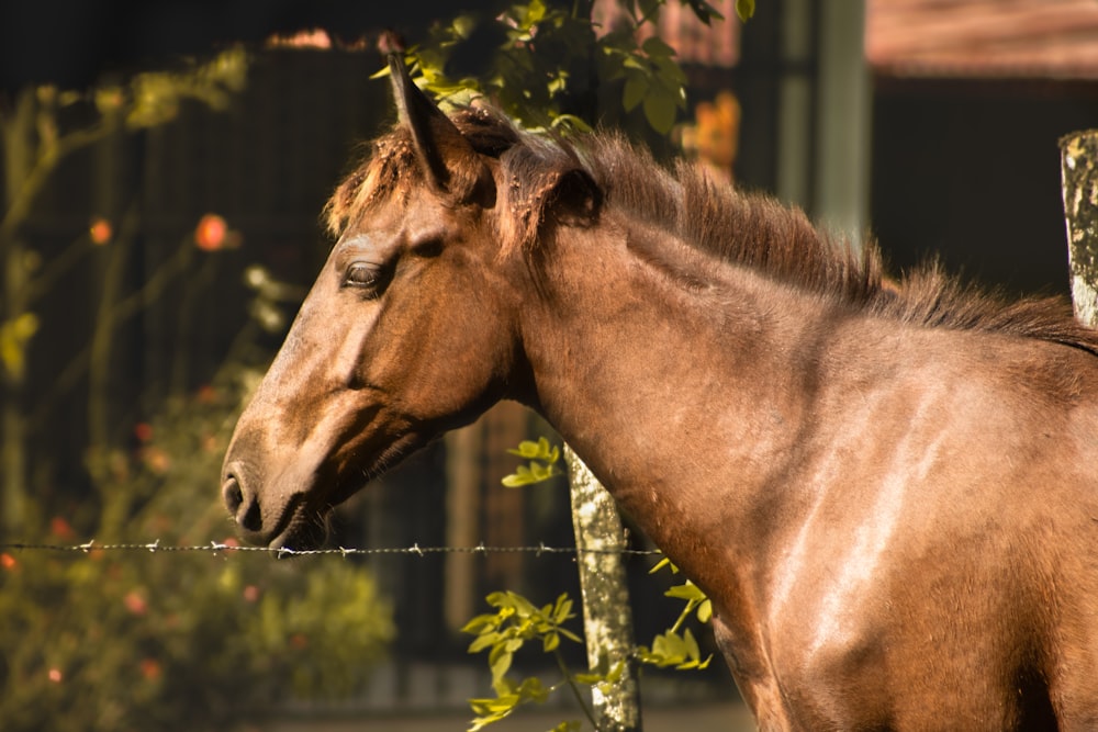 a brown horse standing next to a tree