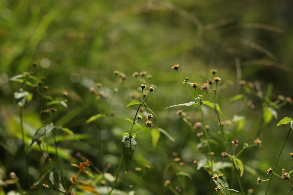 a close up of a bunch of flowers in a field