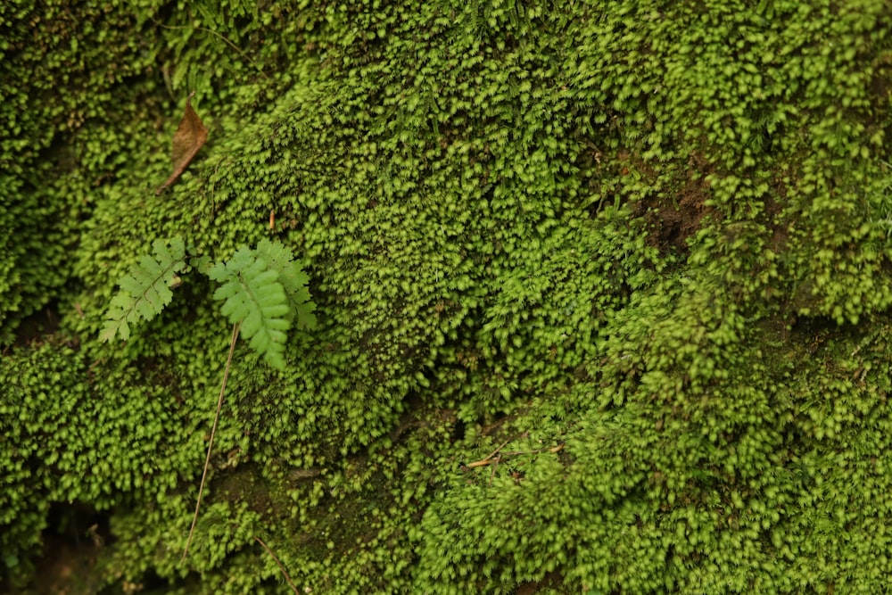 Un primer plano de una pared verde cubierta de musgo