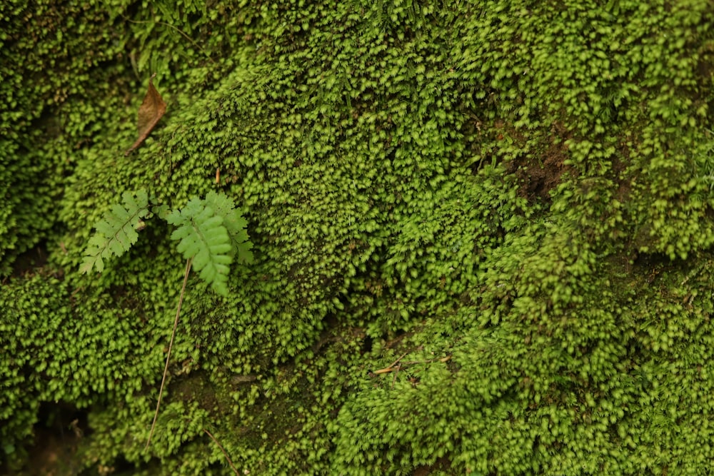 a close up of a green mossy wall