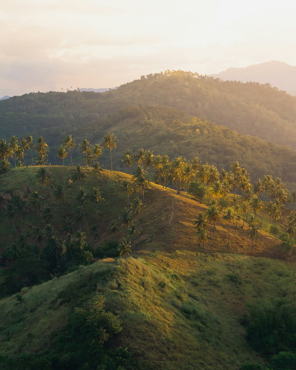 a lush green hillside covered in palm trees