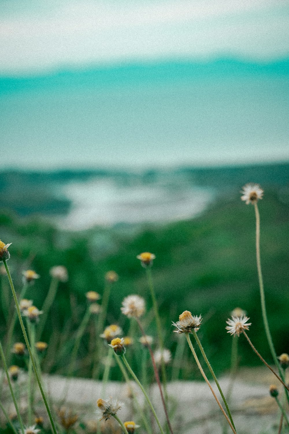 a bunch of flowers that are in the grass