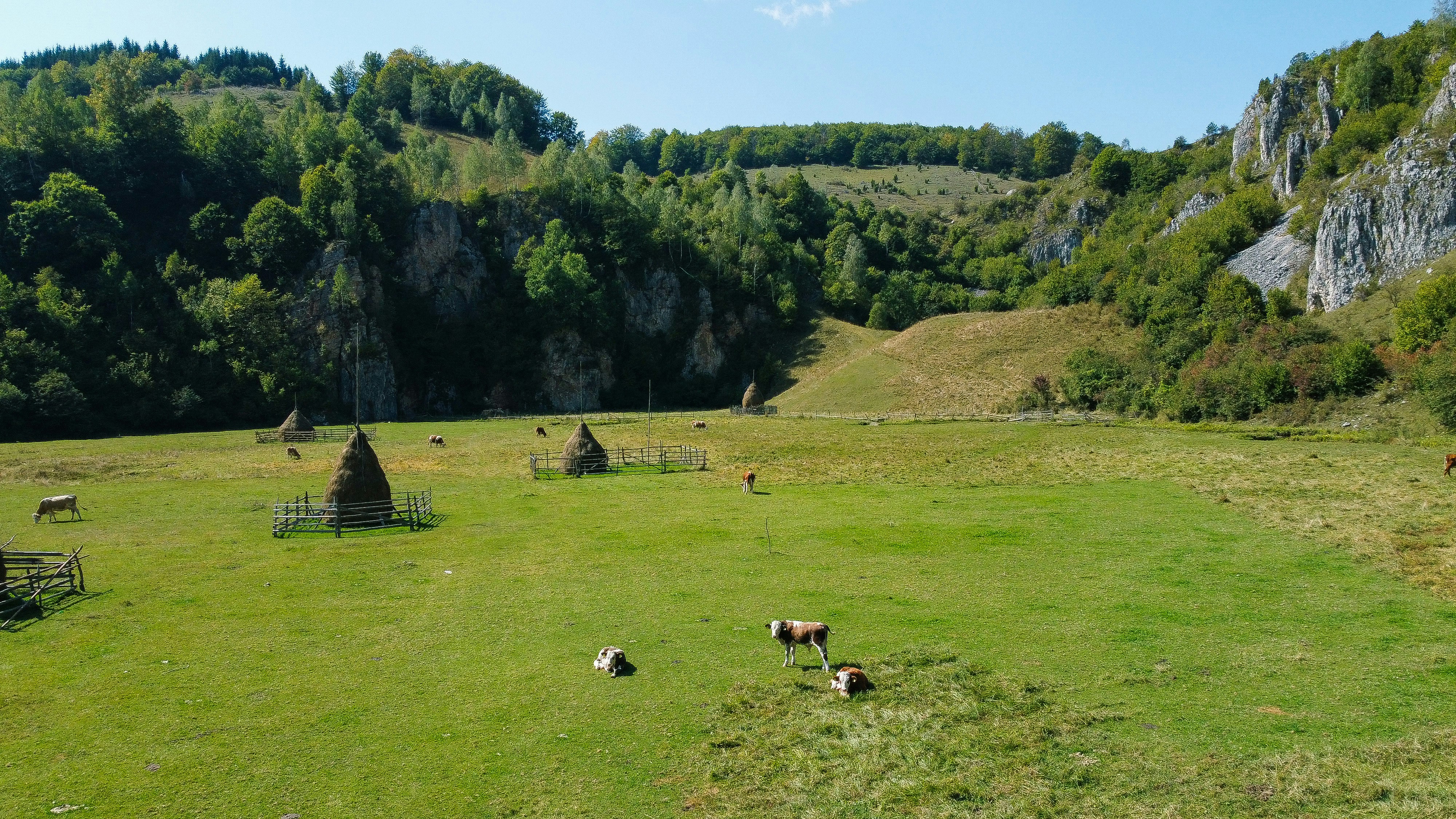 a herd of animals grazing on a lush green field