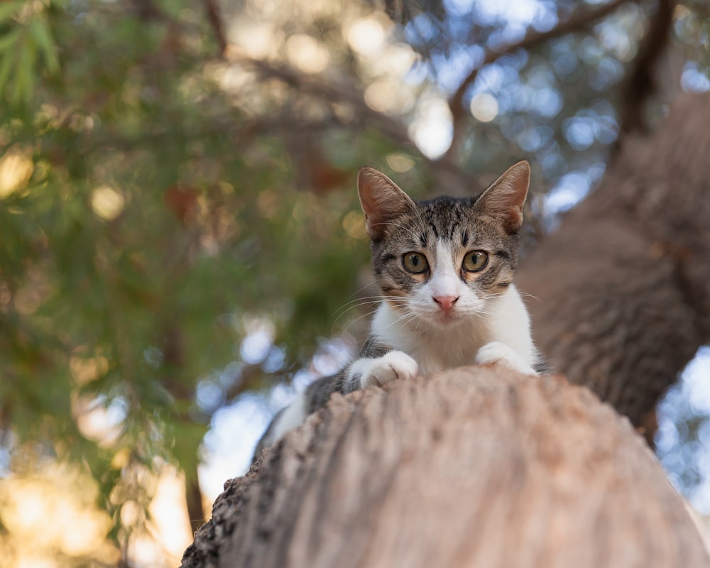 a cat sitting on top of a tree trunk