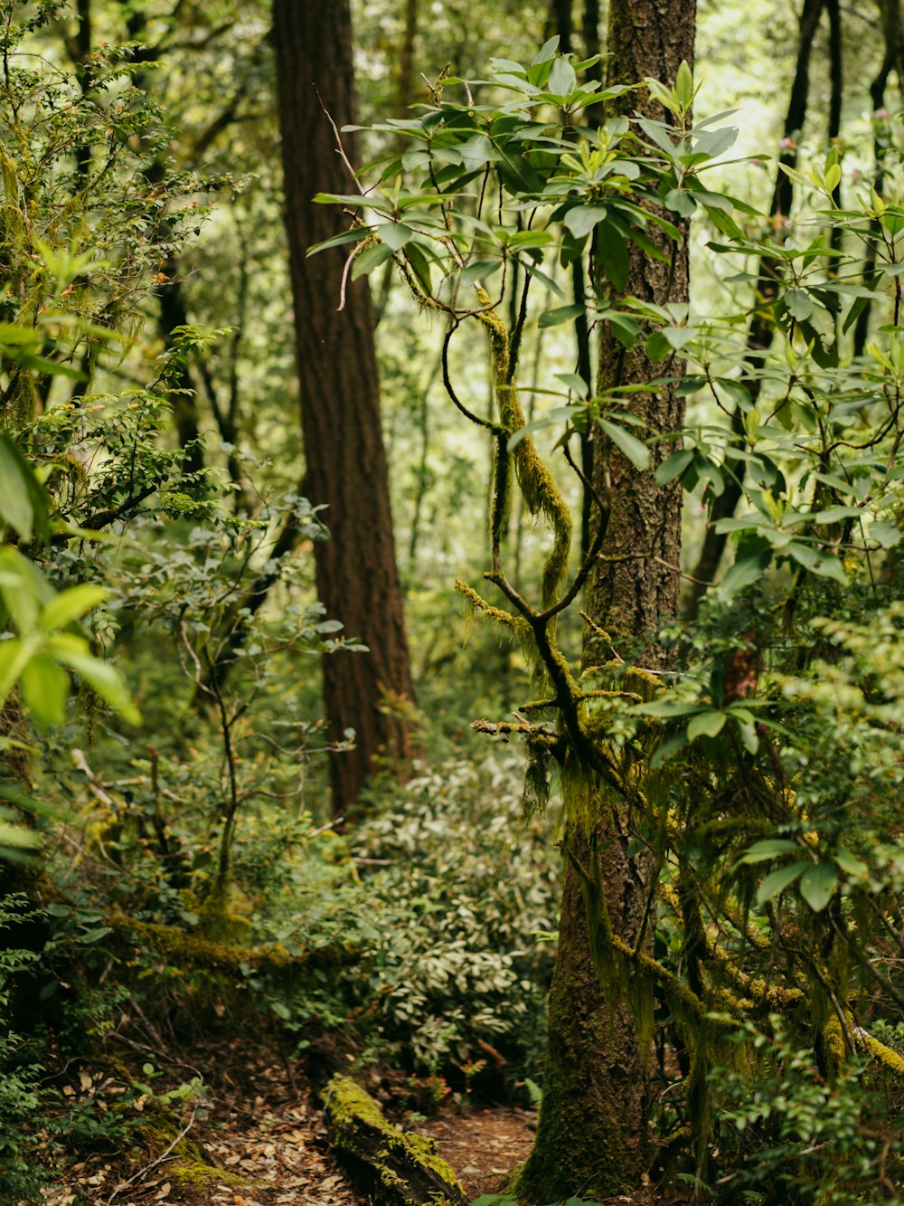 a path in the middle of a forest with lots of trees