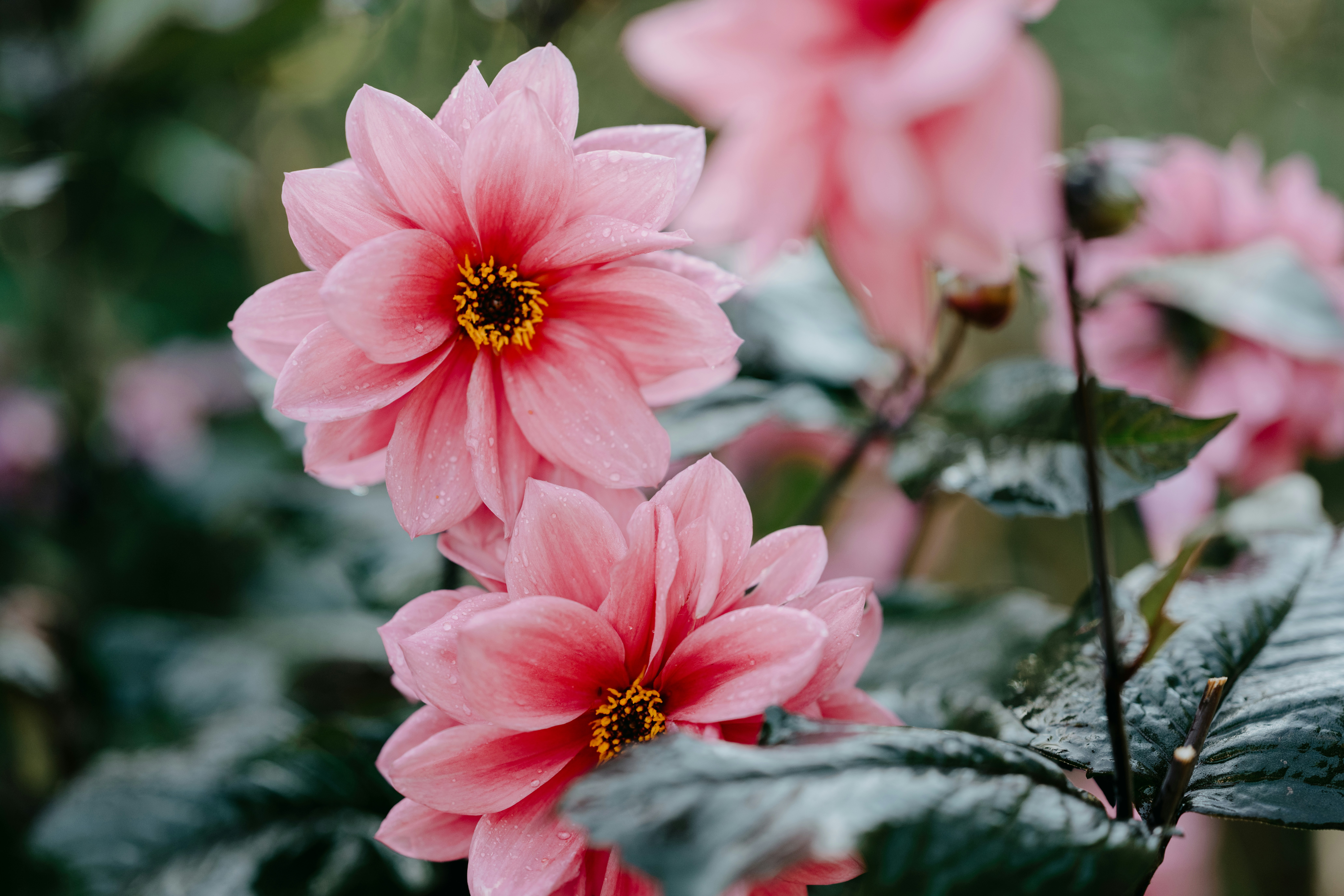 Photo by anniespratt