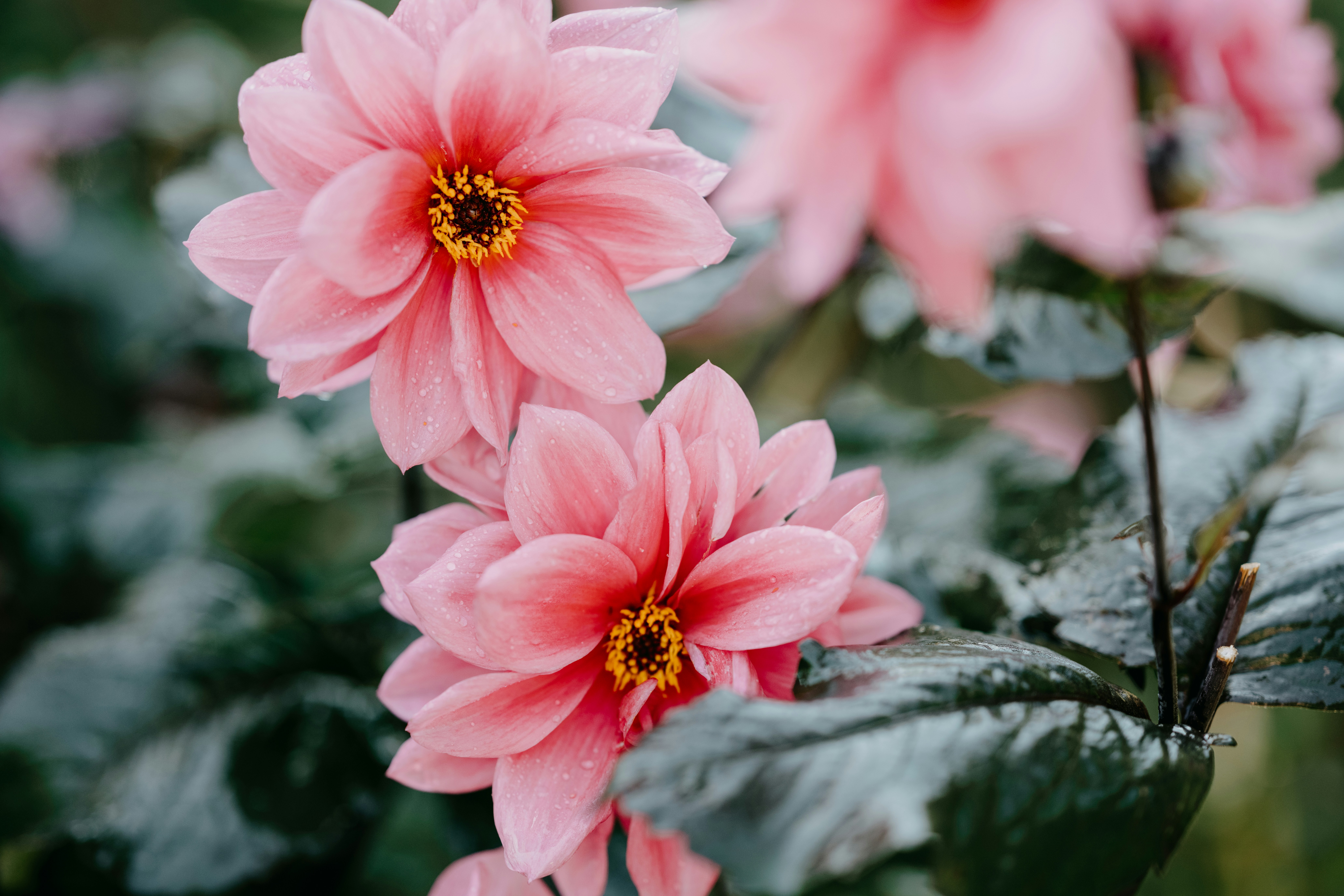 Photo by anniespratt